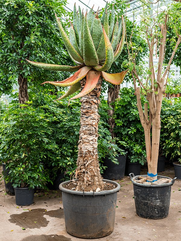 Majestic Mountain Aloe marlothii