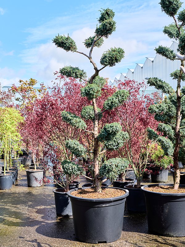 Photogenic Juniperus chinensis 'Blue Alps' Outdoor Plants