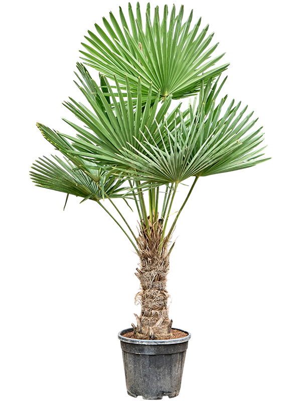 Windmill Palm Tree Trachycarpus fortunei (300-350)