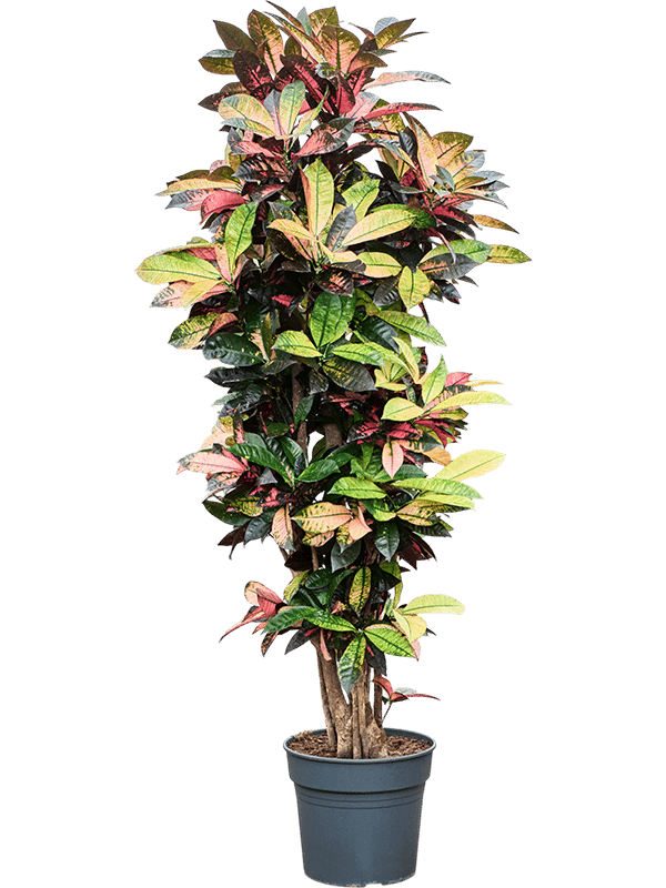 Colorful Croton (Codiaeum) variegatum 'Mrs. Iceton' Indoor House Plants