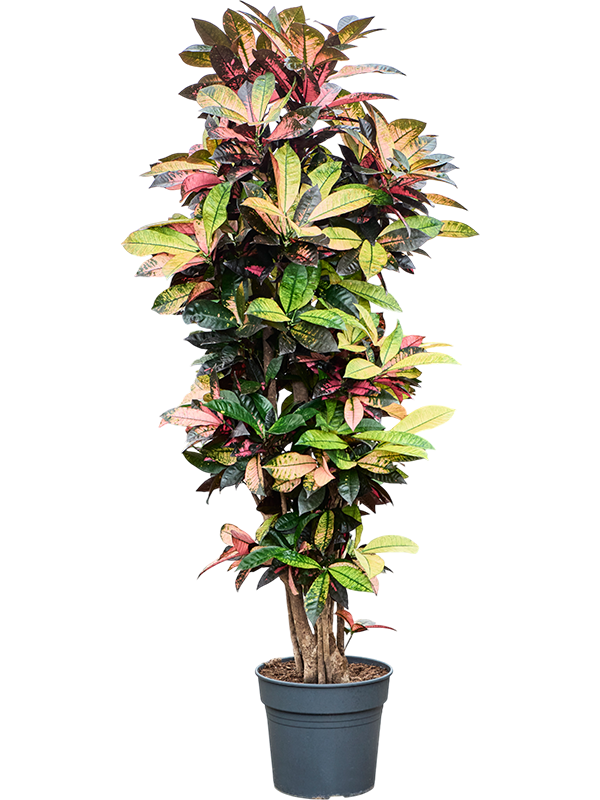 Colorful Croton (Codiaeum) variegatum 'Mrs. Iceton' Indoor House Plants