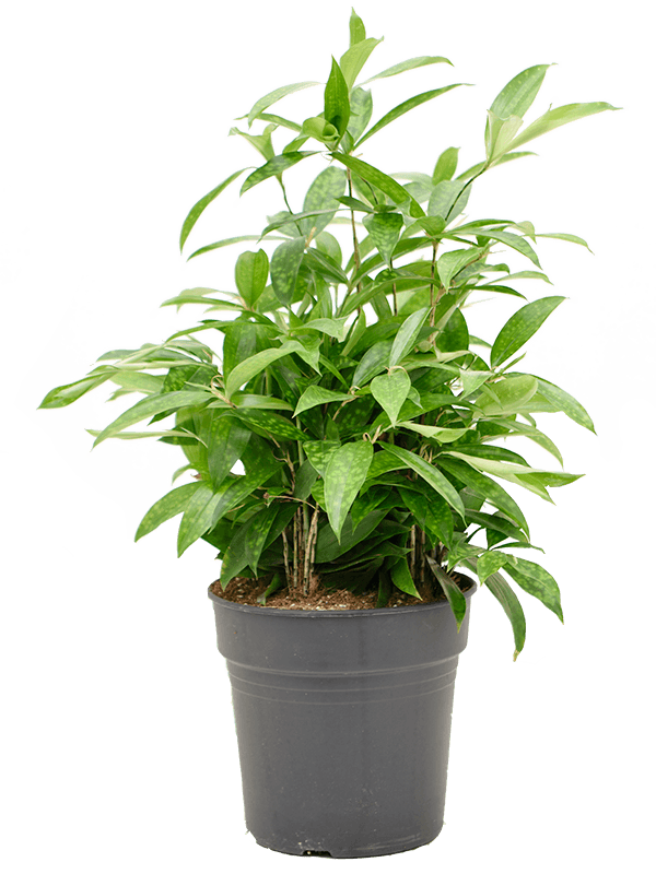 Easy-Care Spotted Gold Dust Dracaena surculosa (140-170) Indoor House Plants