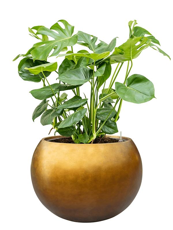 Metallic Couple Round Indoor Planter