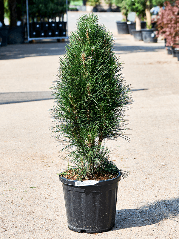 Showy Black Pine Pinus nigra 'Green Tower' Outdoor Plants