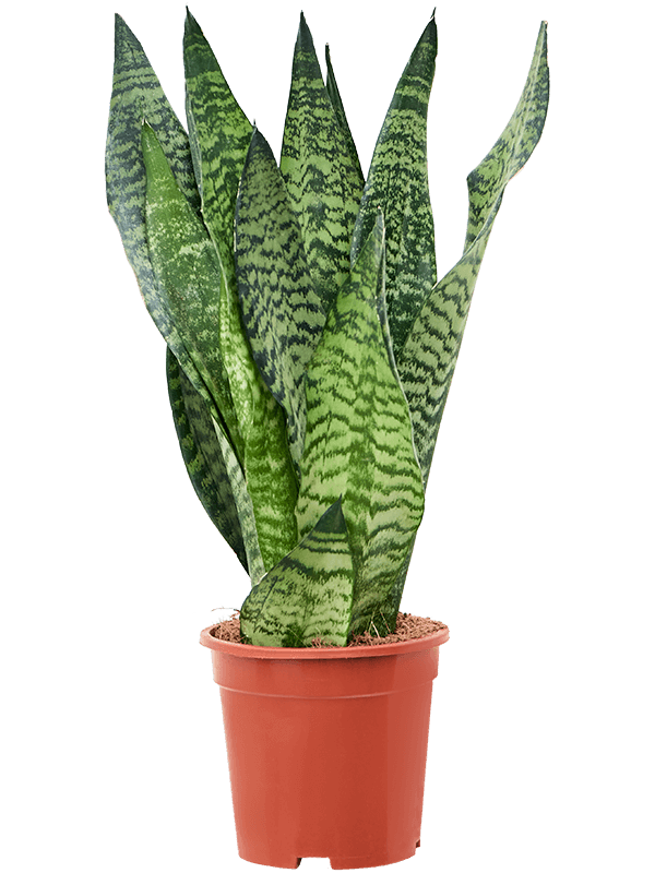 Elegant Snake Plant Sansevieria zeylanica Indoor House Plants