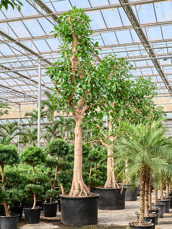 Lush Council Tree Ficus altissima Tall Indoor House Plants Trees