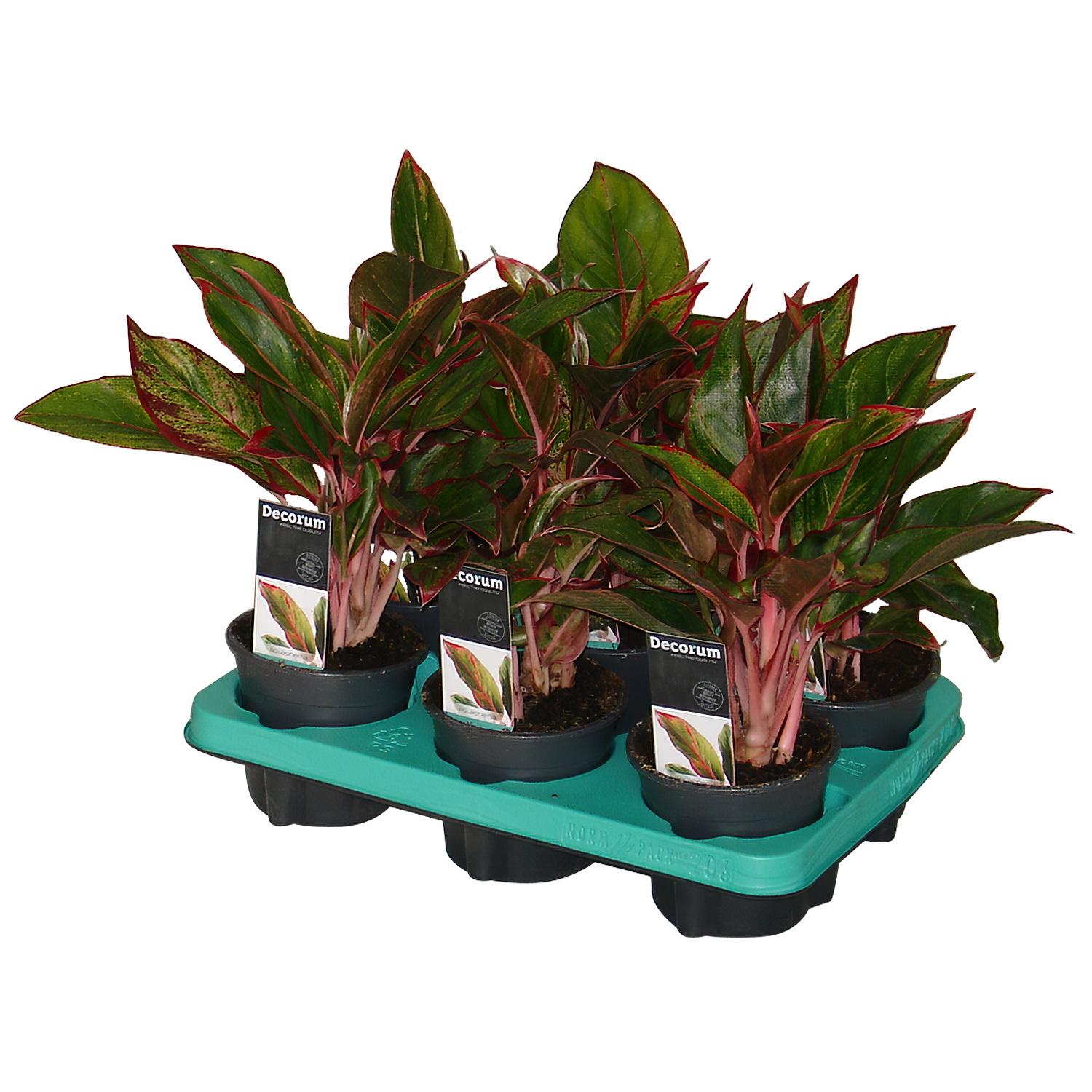 Shade-loving Chinese Evergreen Aglaonema Crete Indoor House Plants