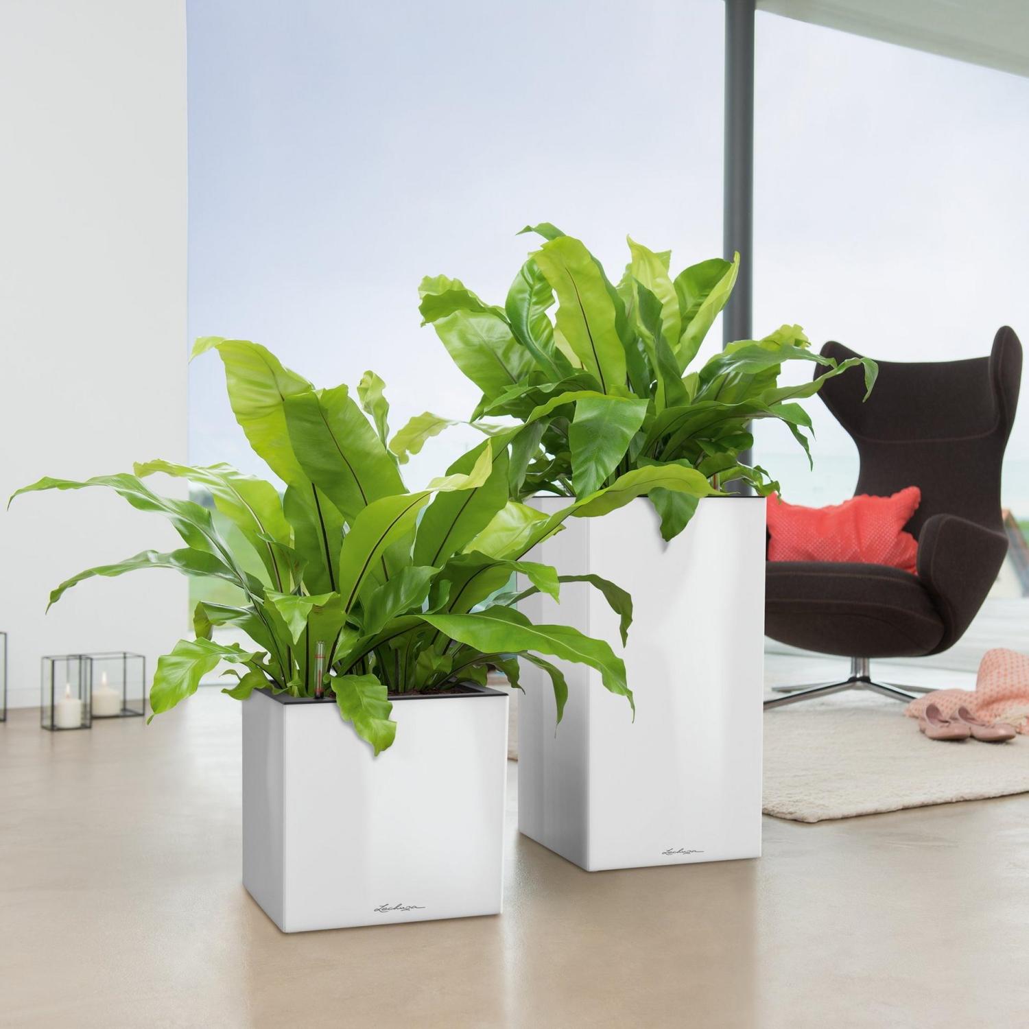 LECHUZA CANTO High Square Tall Poly Resin Self-watering Planter