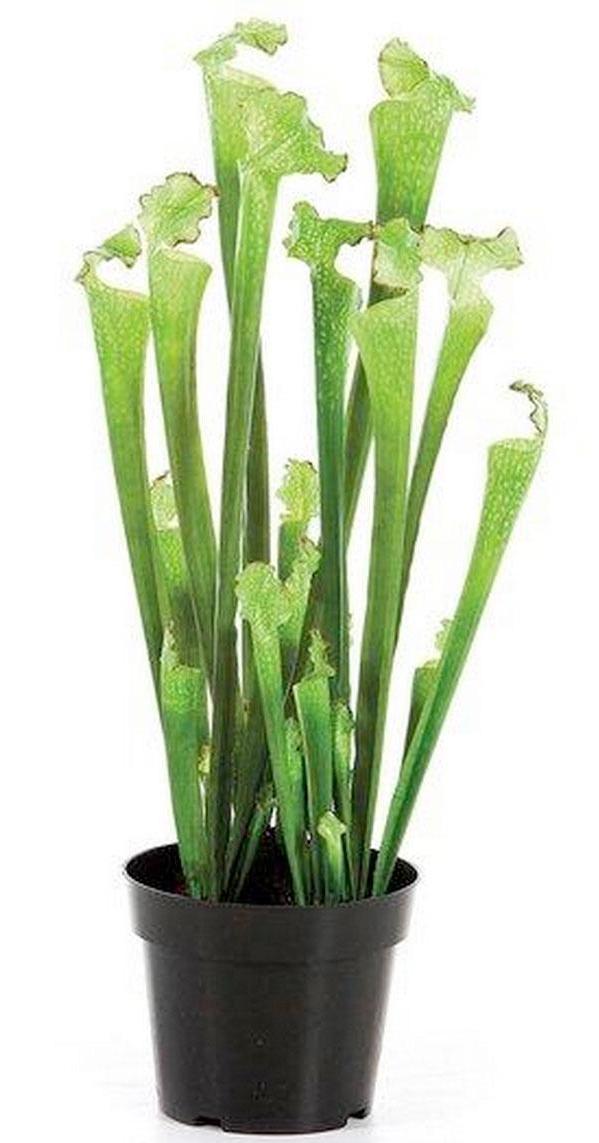SARRACENIA Artificial Flower Plant