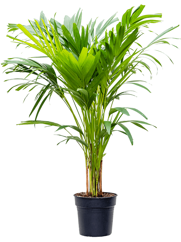 Lush Manila Palm Veitchia (Adonidia) merrillii (575-650) Indoor House Plants
