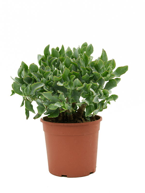 Easy-Care Jade Plant Crassula argentea Indoor House Plants