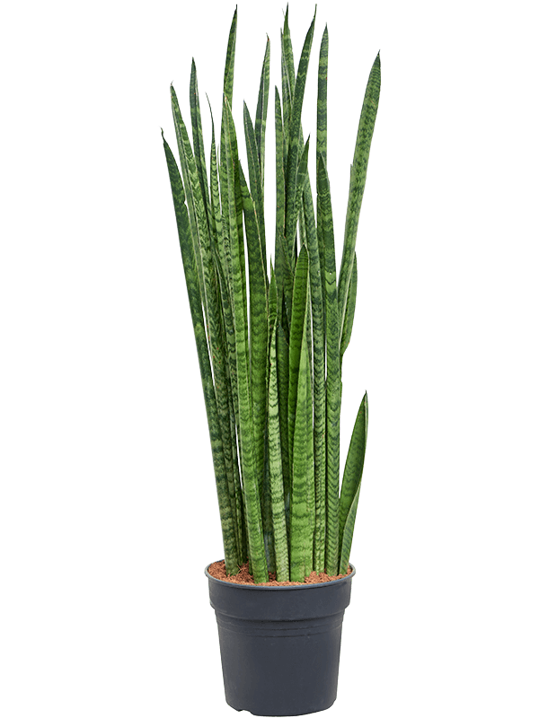 Easy-Care Snake Plant Sansevieria zeylanica 'Narrow' Indoor House Plants