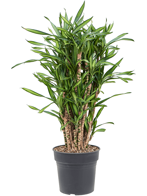 Easy-Care Corn Plant Dracaena fragrans 'Riki' Tall Indoor House Plants Trees