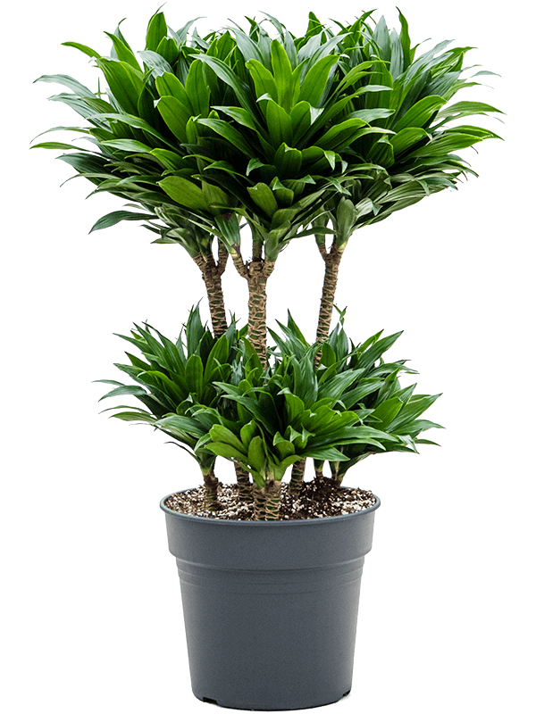 Easy-Care Corn Plant Dracaena fragrans 'Compacta' Indoor House Plants
