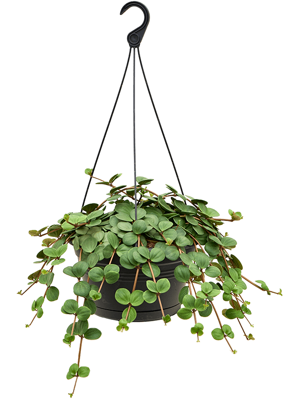 Easy-Care Radiator Plant Peperomia tetraphylla 'Hope' Indoor House Plants