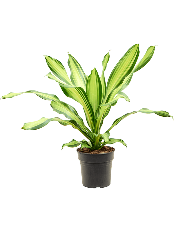 Colorful Corn Plant Dracaena fragrans 'Charley' Indoor House Plants