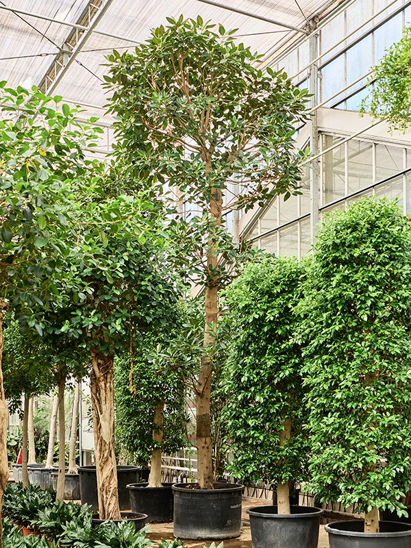 Lush Moreton Bay Fig Ficus macrophylla Tall Indoor House Plants Trees Lush Moreton Bay Fig Ficus macrophylla Tall Indoor House Plants Trees