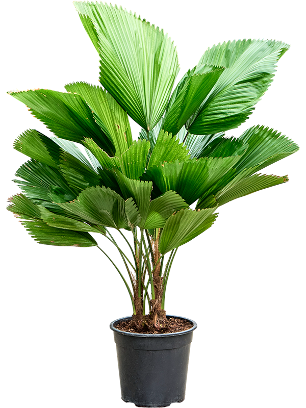 Lush Ruffled Fan Palm Licuala grandis Tall Indoor House Plants Trees
