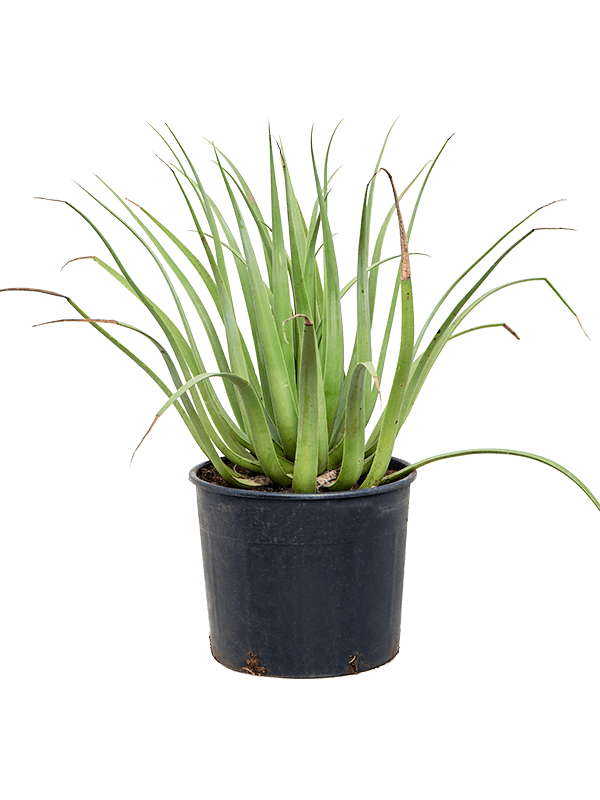 Easy-Care Agave bracteosa Indoor House Plants