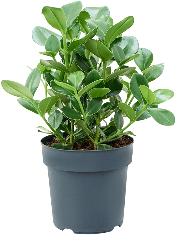 Graceful Autograph Tree Clusia rosea 'Princess' Indoor House Plants