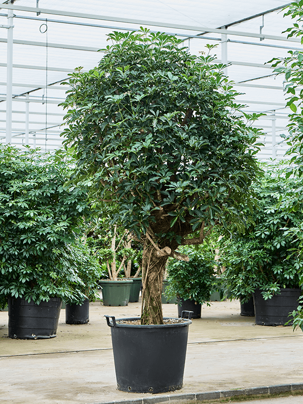 Easy-Care Umbrella Tree Schefflera arboricola 'Compacta' Tall Indoor House Plants Trees