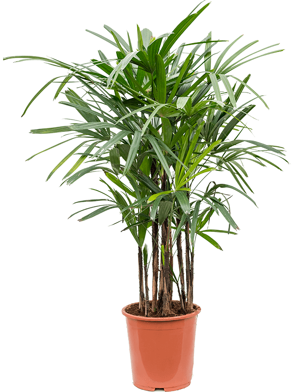 Tropical Lady Palm Rhapis excelsa Indoor House Plants