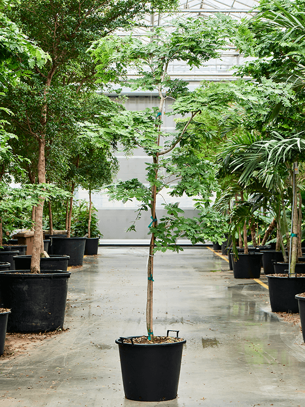 Lush Verawood Bulnesia arborea Tall Indoor House Plants Trees