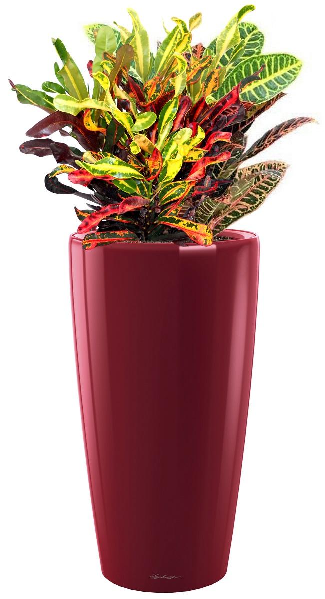 Codiaeum Mix Colour Extravaganza in LECHUZA RONDO Self-watering Planter, Total Height 100 cm