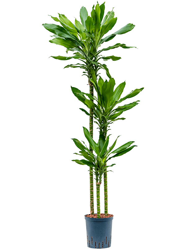 Vibrant Corn Plant Dracaena fragrans 'Burundii' Tall Indoor House Plants Trees