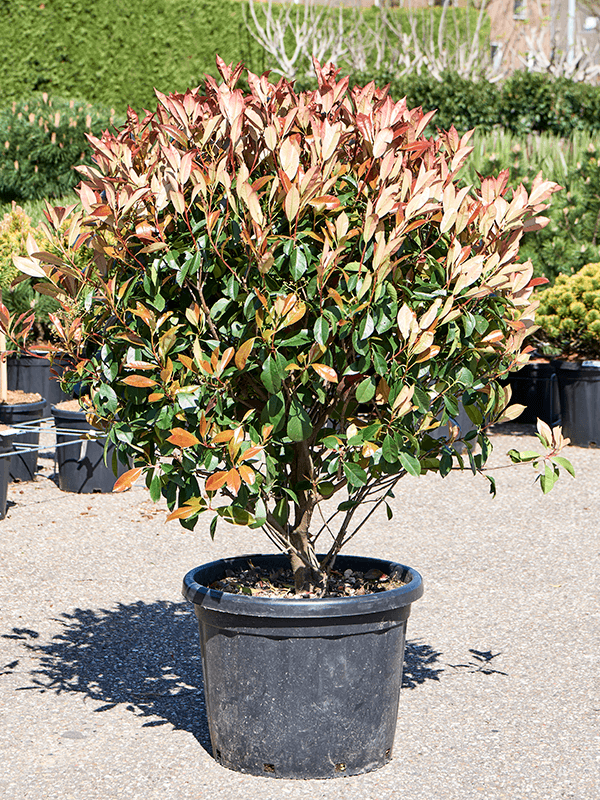Lush Chinese Photinia x fraseri 'Red Robin' Outdoor Plants
