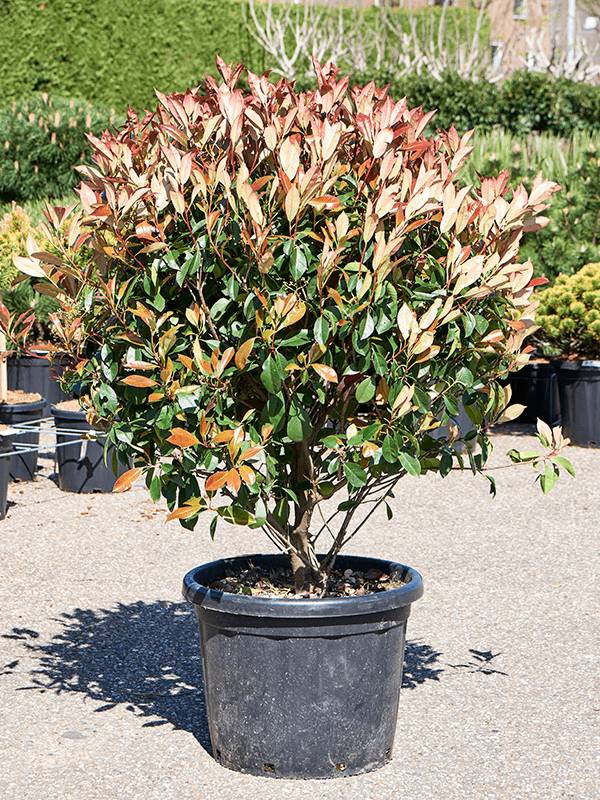 philodendron scanders Philodendron scandens Houseplants - Sweetheart Plant | Hortology main image 0