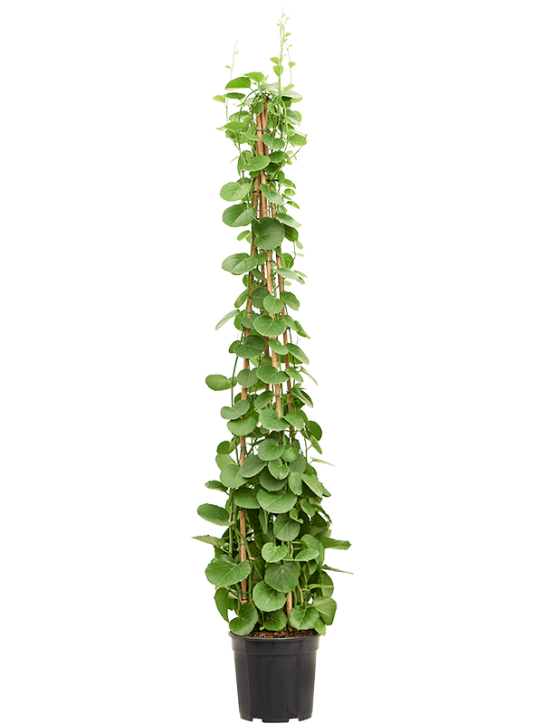 Shade-loving Grape Ivy Shade-loving Grape Ivy Cissus rotundifolia Indoor House Plants