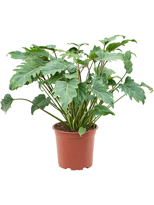 Lush Heart-Leaf Philodendron 'Xanadu' Indoor House Plants