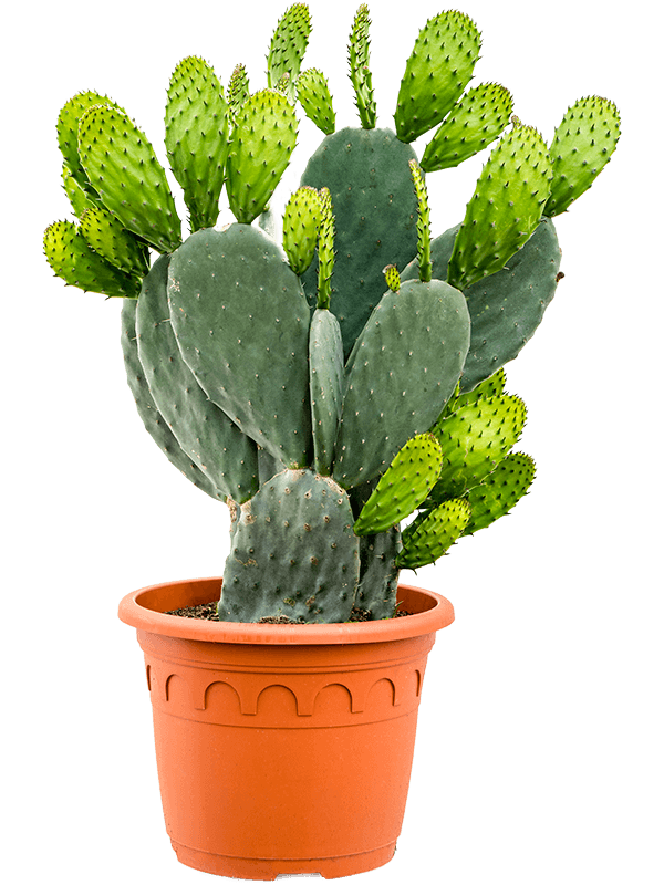 Easy-Care Barbary Fig Opuntia indica Indoor House Plants