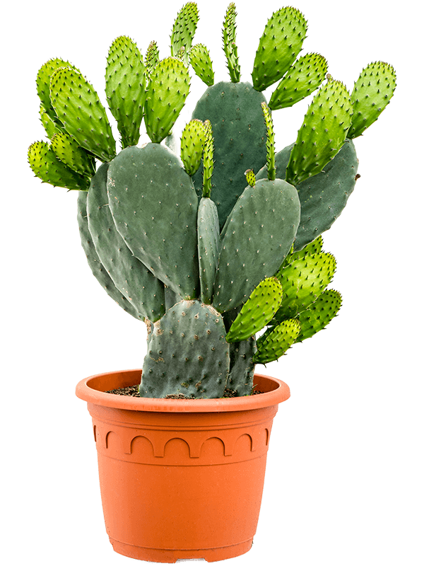 Easy-Care Barbary Fig Opuntia indica Indoor House Plants