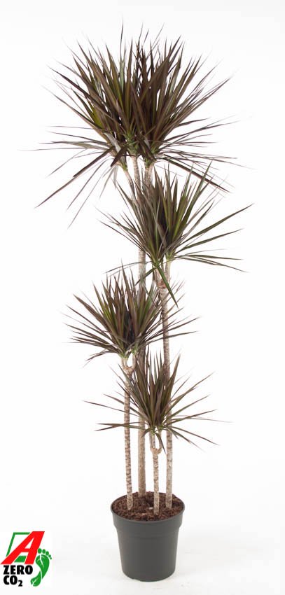 Showy Dragon Tree Dracaena marginata 'Magenta' Tall Indoor House Plants Trees