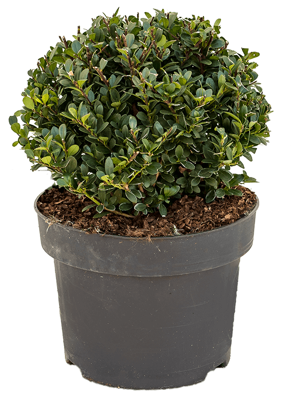 Cute Japanese Holly Ilex crenata 'Dark Green'