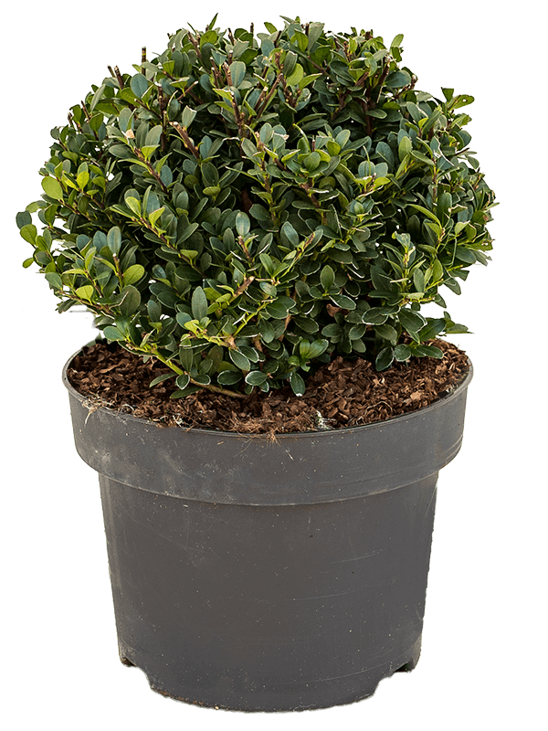 Cute Japanese Holly Ilex crenata 'Dark Green'