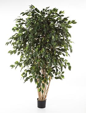 Ficus Exotica Artificial Tree Plant 180 cm
