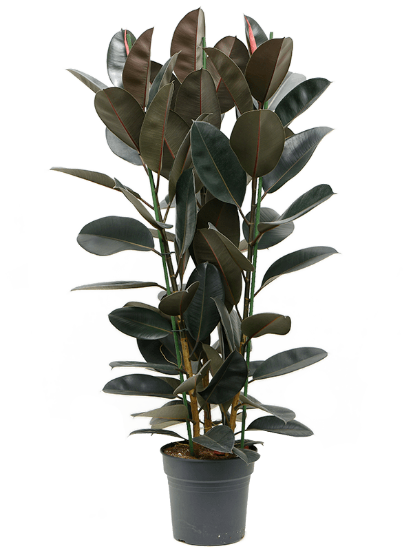 Lush Rubber Plant Ficus elastica 'Abidjan' Indoor House Plants