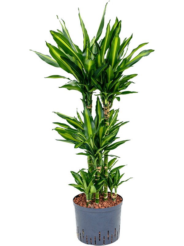 Colorful Corn Plant Dracaena fragrans 'Cintho' Indoor House Plants
