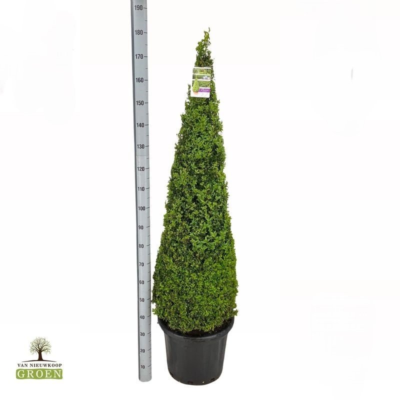 Buxus Sempervirens Piramide 120-130
