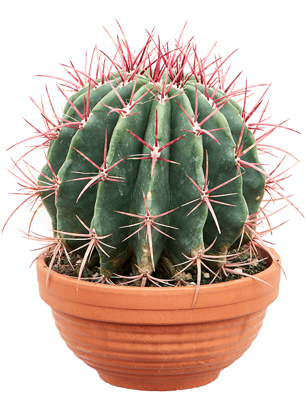 Cute Blue Barrel Cactus Ferocactus covillei Indoor House Plants