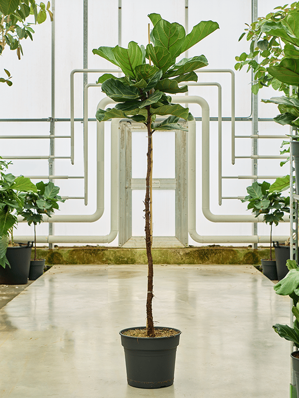Lush Fiddle Leaf Fig Ficus lyrata Indoor House Plants