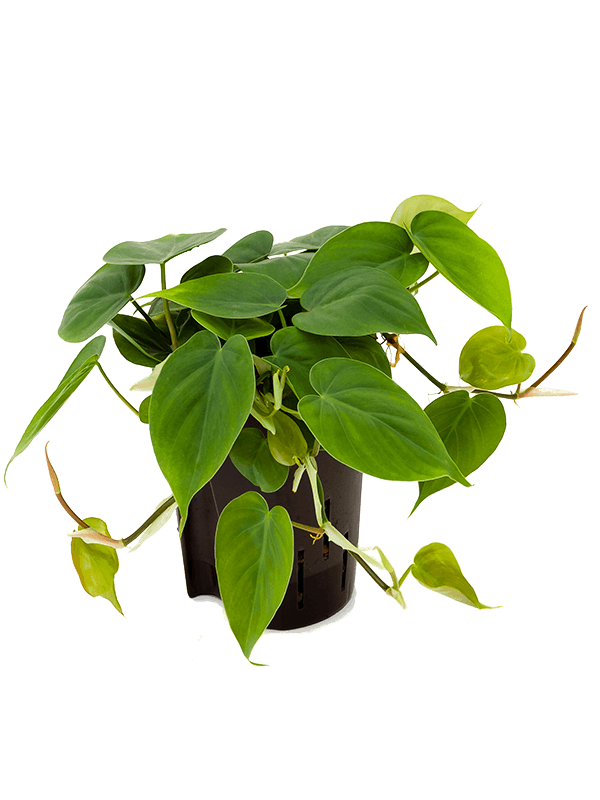 Lush Heart-Leaf Philodendron scandens Indoor House Plants