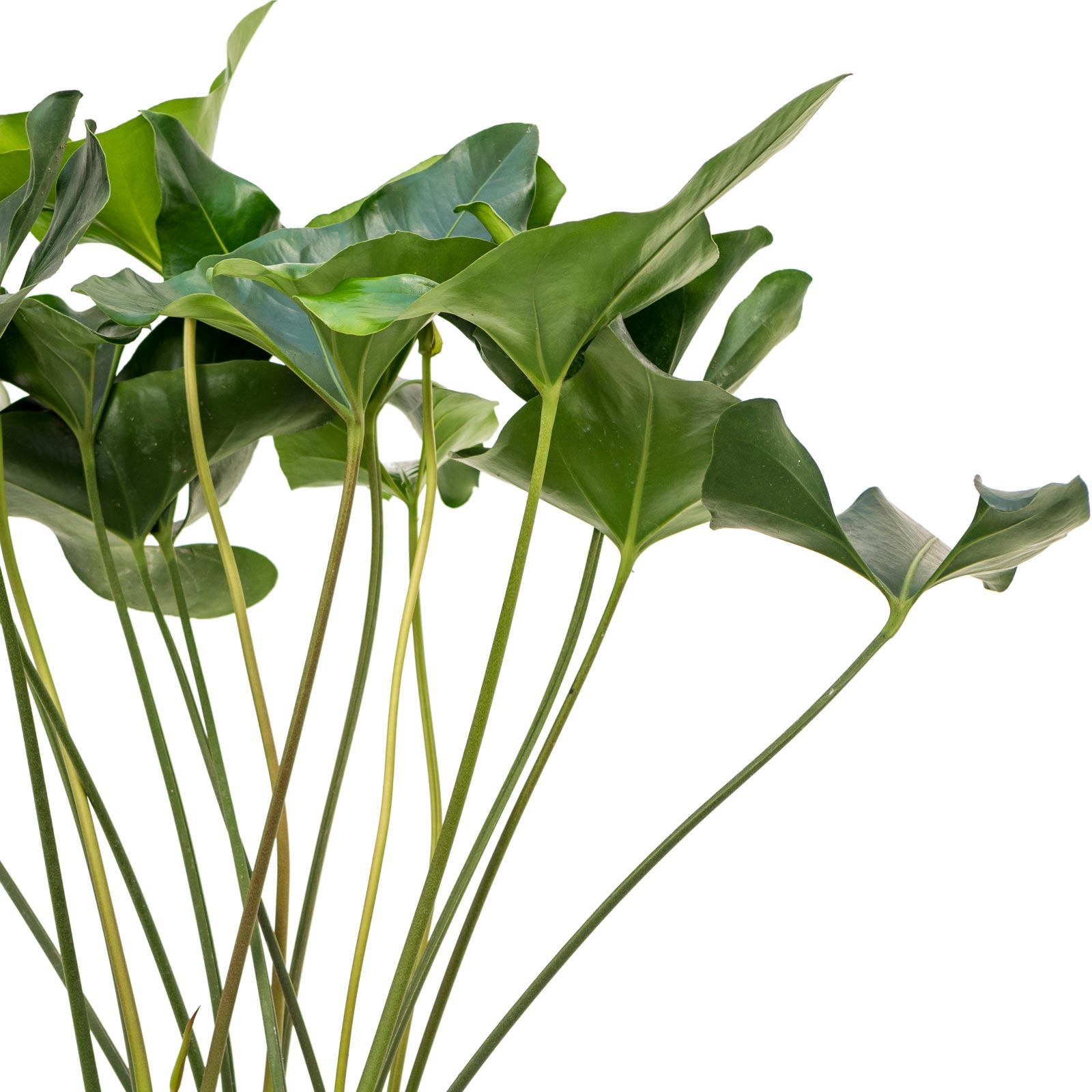 Shade-loving Flamingo Flower Anthurium 'Arrow' Indoor House Plants