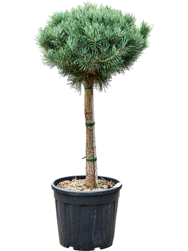 Showy Scots Pine Pinus sylvestris 'Watereri Nana' Outdoor Plants