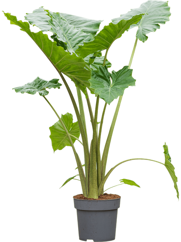 Easy-Care Elephant Ear Alocasia 'Portodora' Indoor House Plants