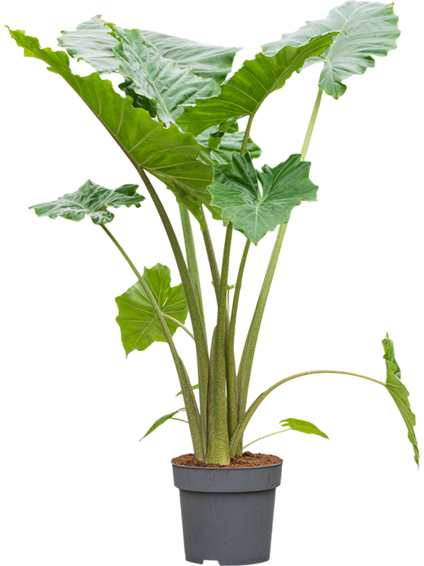 Easy-Care Elephant Ear Alocasia 'Portodora' Indoor House Plants