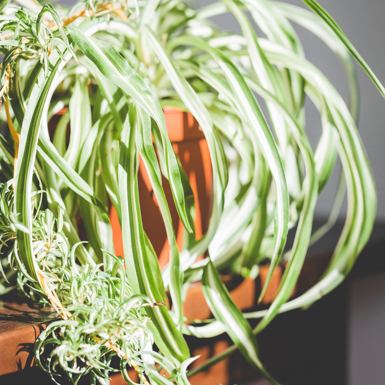 Fancy Spider Plant Chlorophytum comosum 'Bonnie' Indoor House Plants